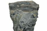 Pennsylvanian Fossil Flora Plate - Kentucky #258832-1